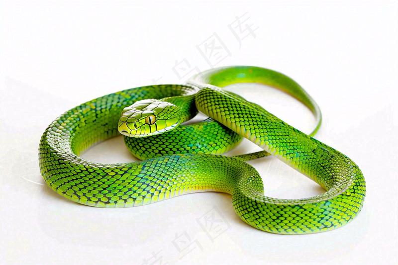 蛇在白色背景爬行动物摄影图