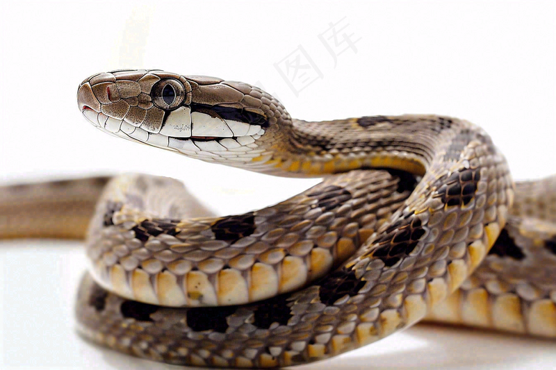 蛇在白色背景爬行动物摄影图
