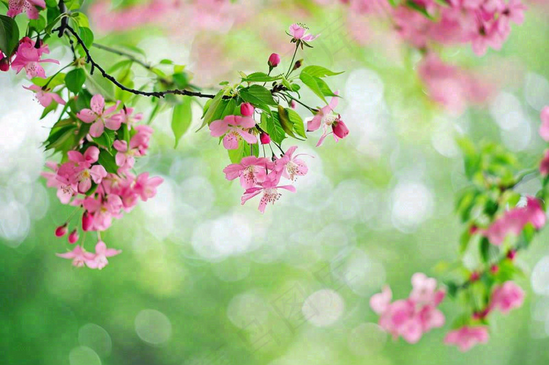 立春粉色花朵树枝绿色背景春分惊蛰摄影图