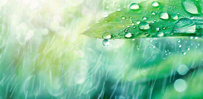 雨水飘打在绿叶叶片上春天雨水谷雨摄影图