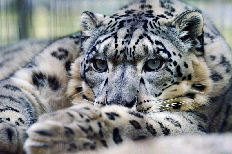 趴着休息的雪豹保护动物摄影图