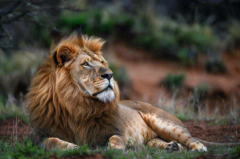 狮子雄狮动物非洲大草原保护动物摄影图