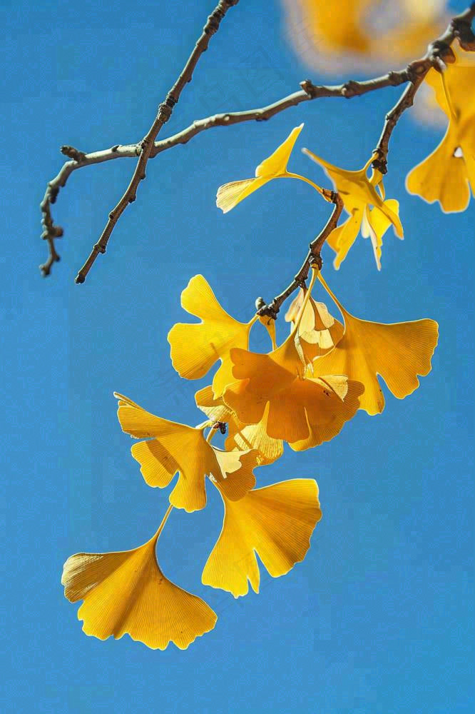 秋天黄色银杏叶树蓝色背景立秋处暑摄影图