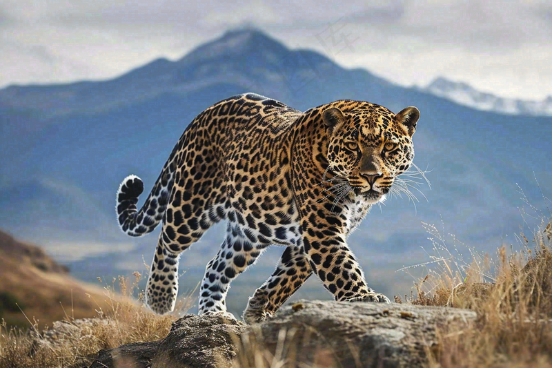 草原上的猎豹国家保护动物非洲摄影图