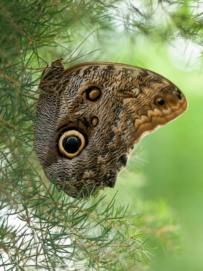 树林中的褐色蝴蝶