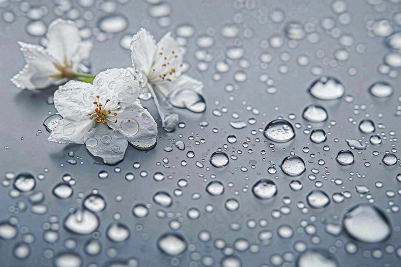 雨天掉落的白色花朵雨水谷雨寒露摄影图