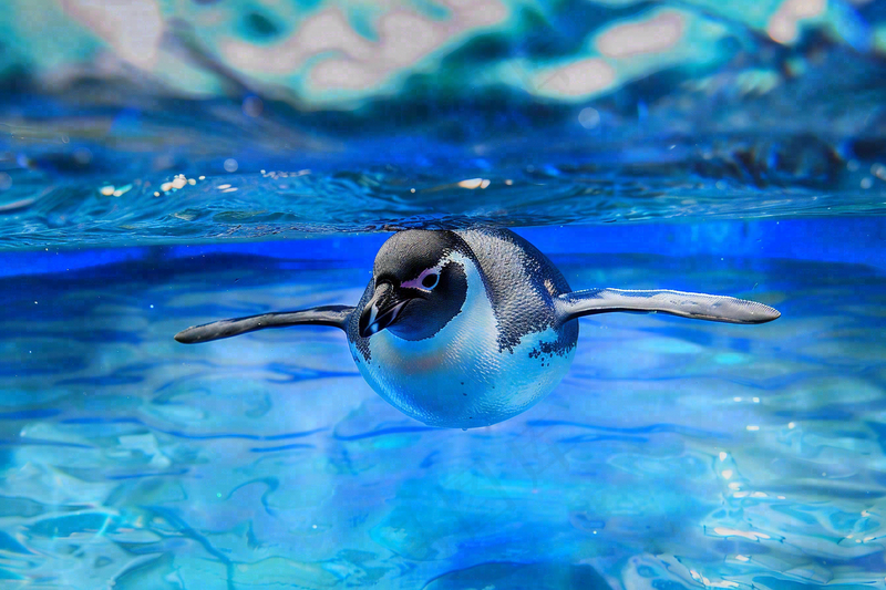 动物园海洋世界企鹅游泳池嬉水动物摄影图