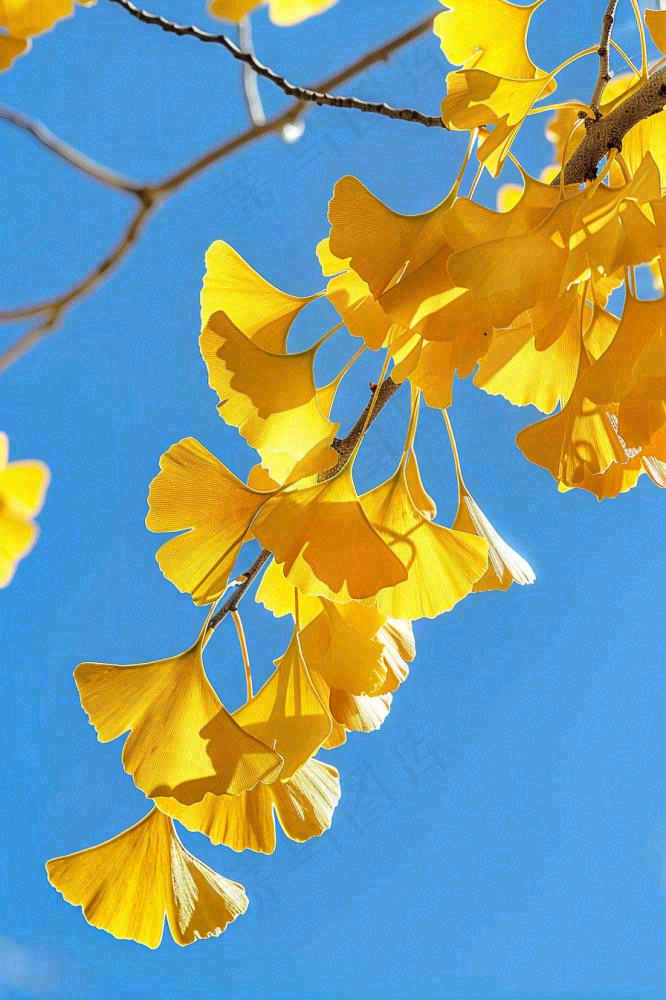 秋天黄色银杏叶树蓝色背景立秋处暑摄影图