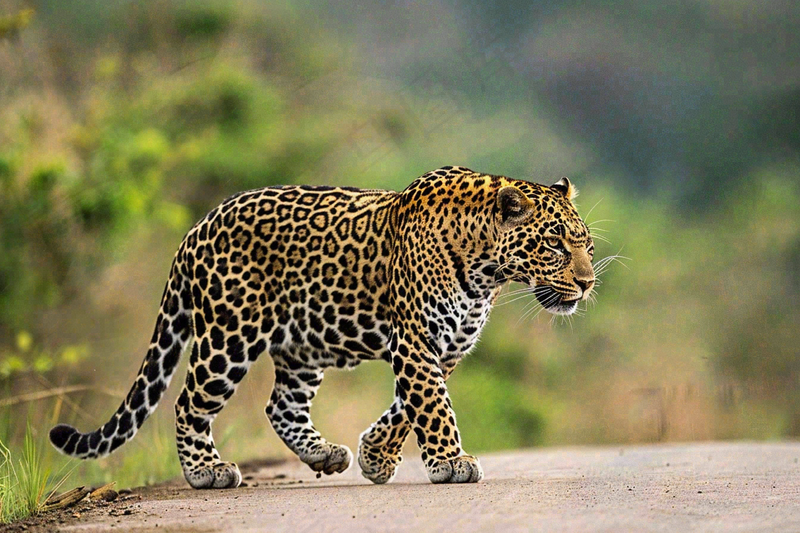 户外活动的猎豹保护动物摄影图