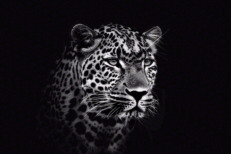 黑暗中的猎豹头部特写动物摄影图