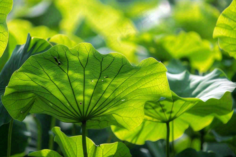 夏日荷叶阳光下遮阳绿意夏至立夏处暑摄影图