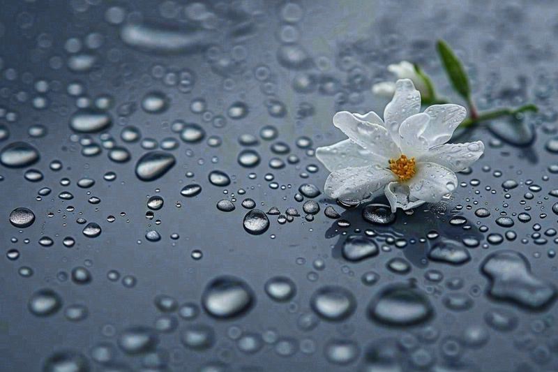 雨天掉落的白色花朵雨水谷雨寒露摄影图