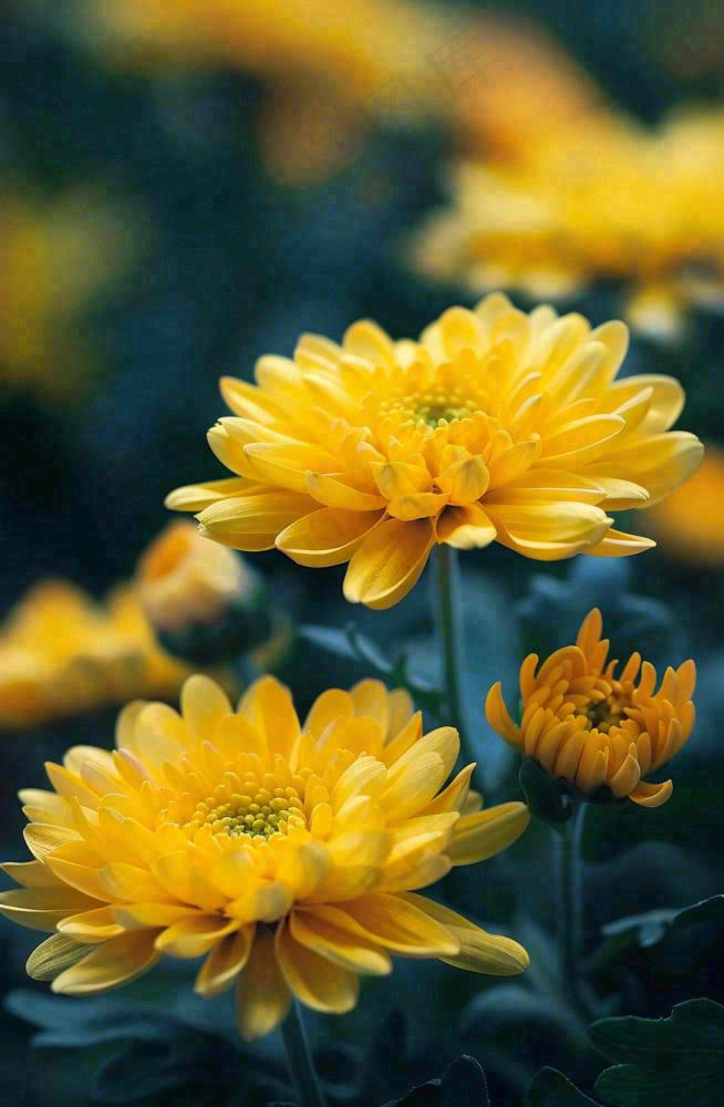 秋天金菊菊花植物立秋秋分重阳摄影图