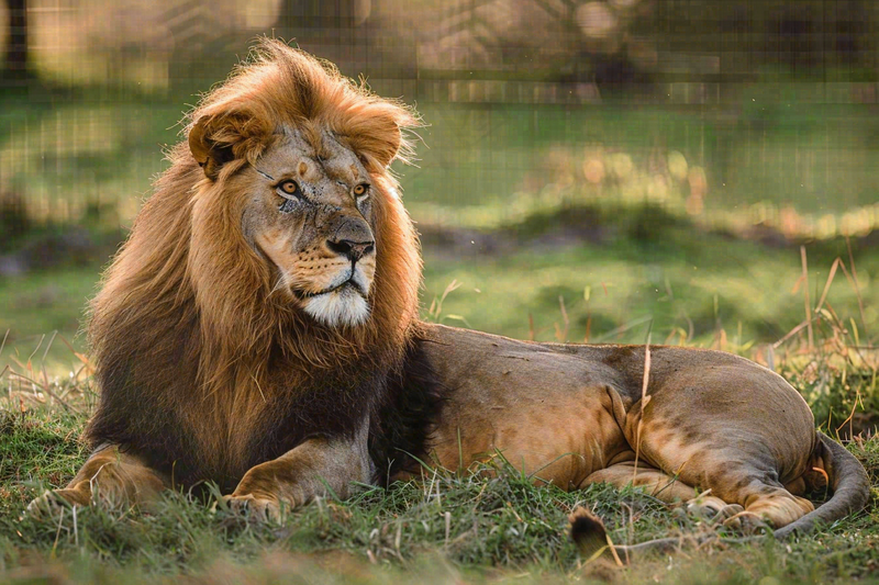 狮子雄狮动物非洲大草原保护动物摄影图