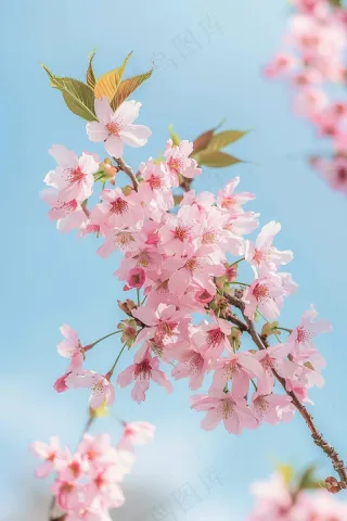 春日樱花花朵摄影图