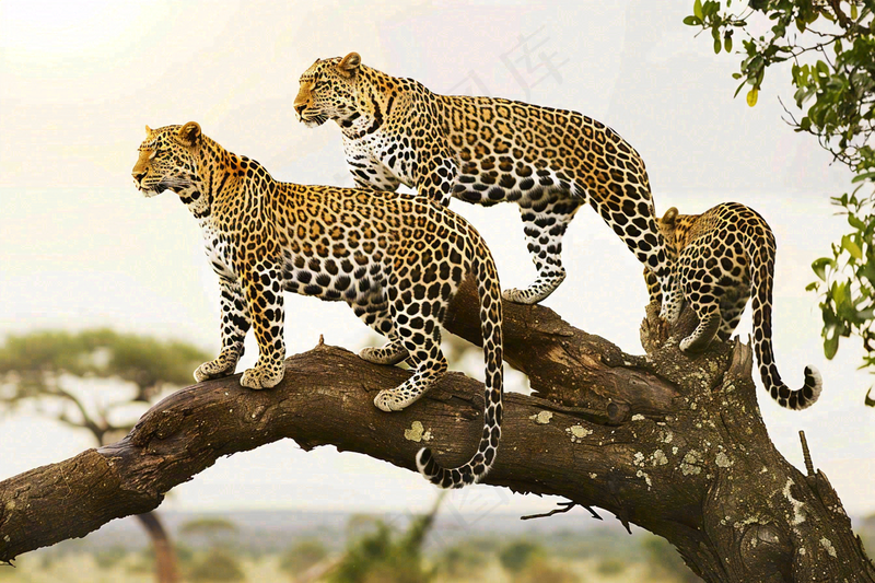 树干上的猎豹保护动物摄影图