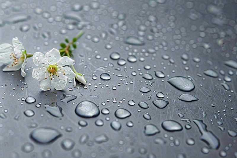 雨天掉落的白色花朵雨水谷雨寒露摄影图