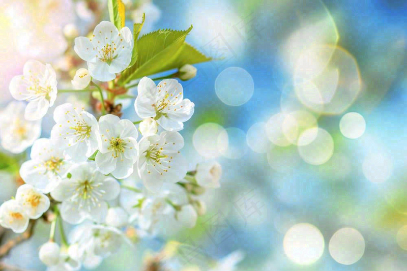 立春白花梨花花朵春意蓝天背景春分惊蛰摄影图