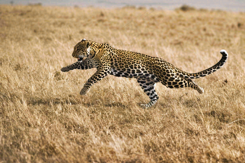 草原上的猎豹国家保护动物非洲摄影图