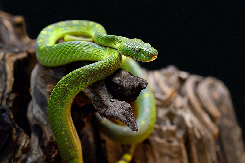 蛇青蛇绿色爬行动物毒蛇摄影图