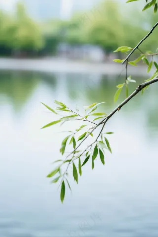 春天树枝抽新芽绿意立春春分摄影图