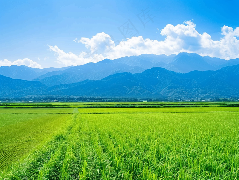 大片农田水稻远山蓝天白云摄影图