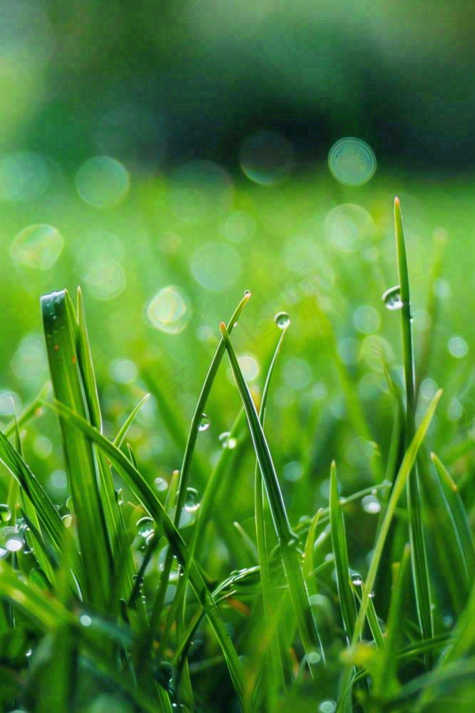 春天绿草地草坪绿叶上的露珠清晨立春惊蛰谷雨摄影图