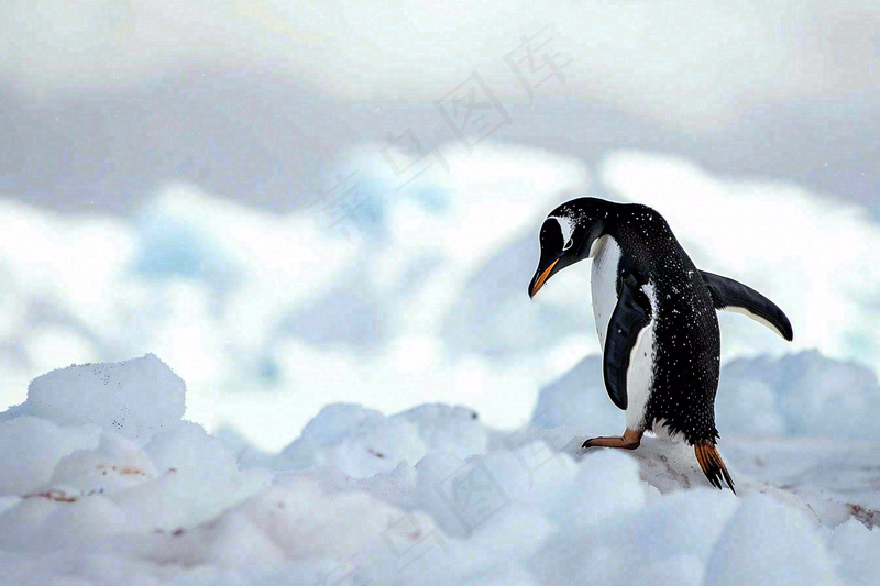 冰雪天地的企鹅寒冷动物摄影图