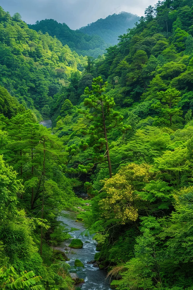山林森林绿色大自然风景摄影图