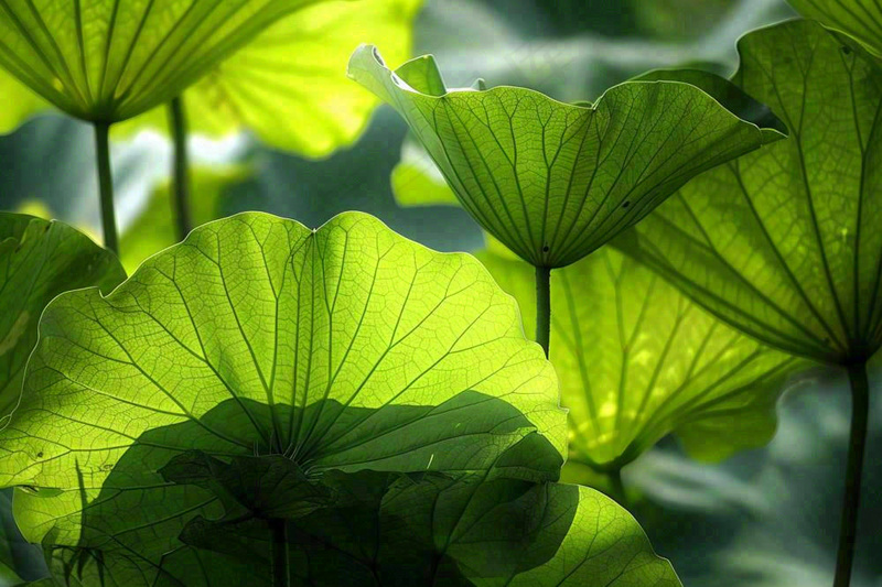 夏日荷叶阳光下遮阳绿意夏至立夏处暑摄影图