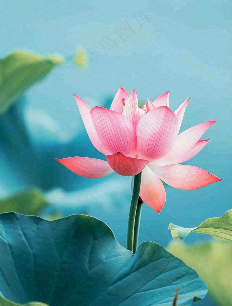 夏天池塘荷花荷叶蓝色唯美处暑大暑小暑摄影图