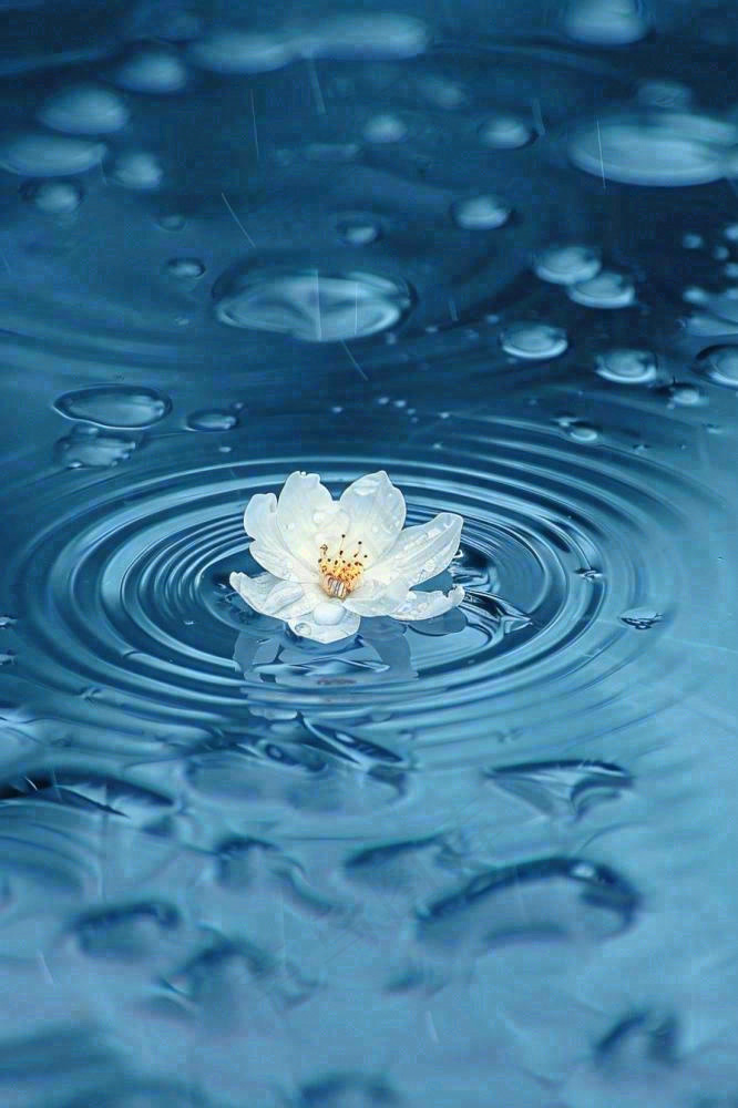 下雨天掉落在蓝色水面的白色花朵清新淡雅雨水处暑寒露摄影图