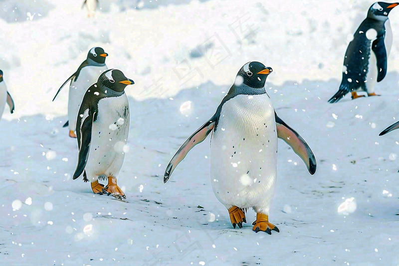 海洋馆动物园冰雪天地的企鹅寒冷动物摄影图