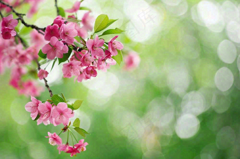 立春粉色花朵树枝绿意绿色背景春分惊蛰摄影图