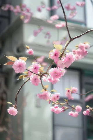 春日樱花花朵摄影图