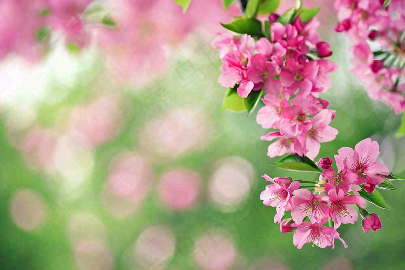 立春粉色花朵树枝绿意绿色背景春分惊蛰摄影图