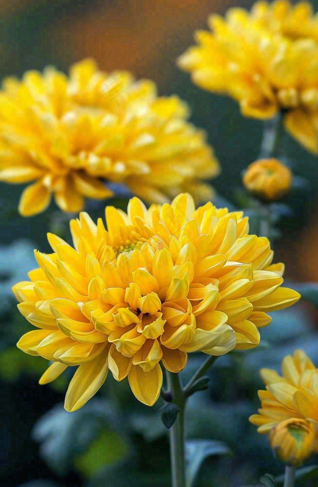 秋天金菊菊花植物立秋秋分重阳摄影图