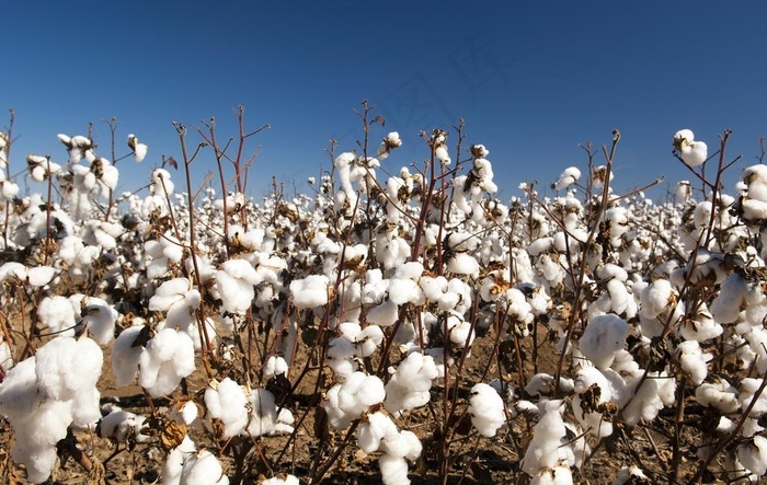 新疆棉花图片