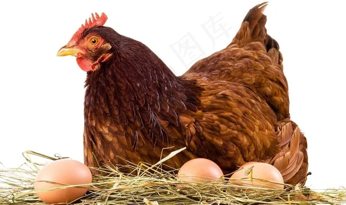 土鸡蛋 老母鸡图片