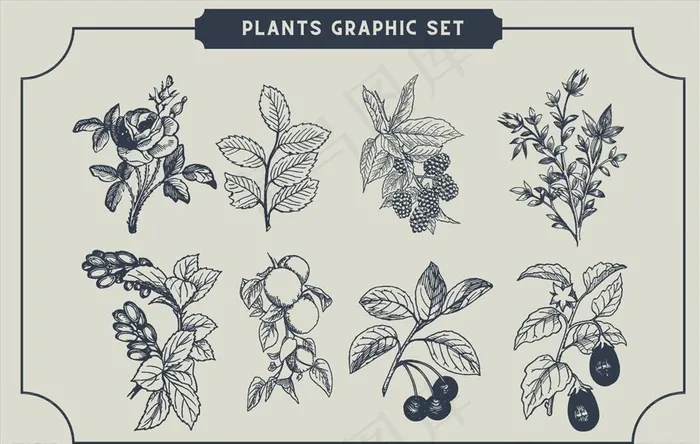 素描写生花卉植物图片