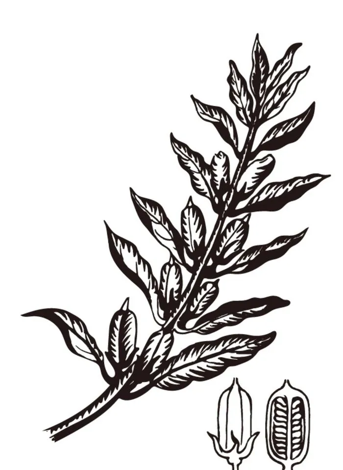 芝麻素描图片0x0ai矢量模版下载