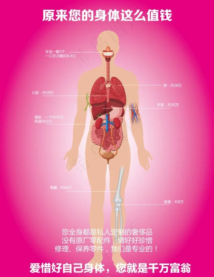 人体器官图图片