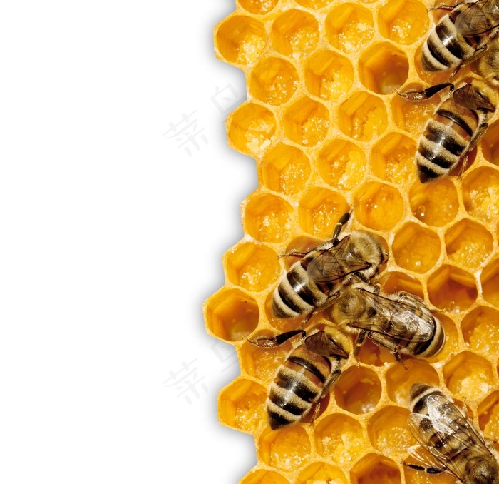 蜜蜂蜂巢结构图片