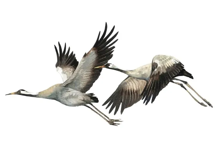 手绘大雁素材图片1000x707psd模版下载