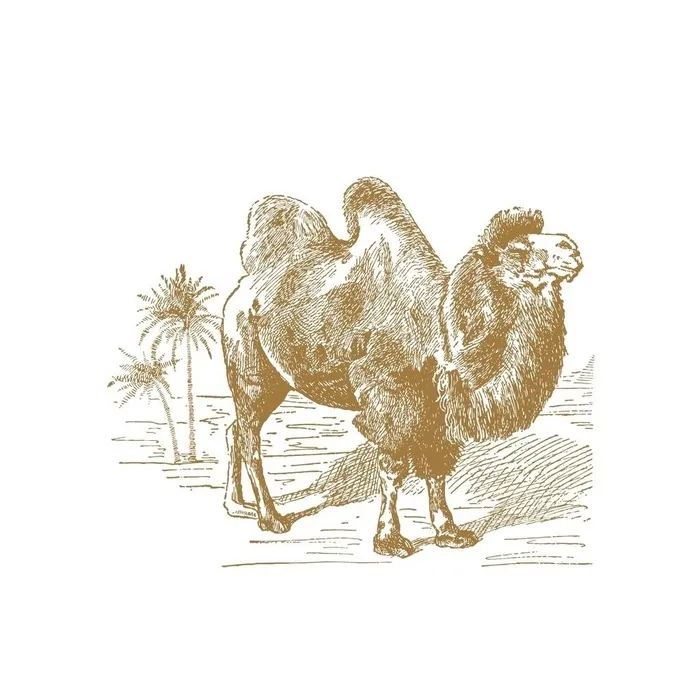 手绘骆驼线稿图图片0x0ai矢量模版下载