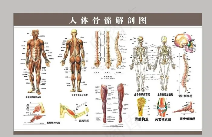 人体骨骼解剖图图片