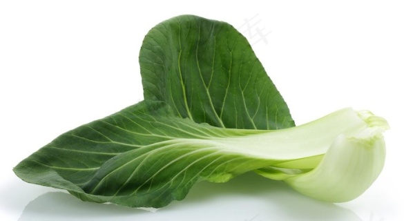 青菜叶小白菜卷心菜实物2000x2000dpi240psd模版下载