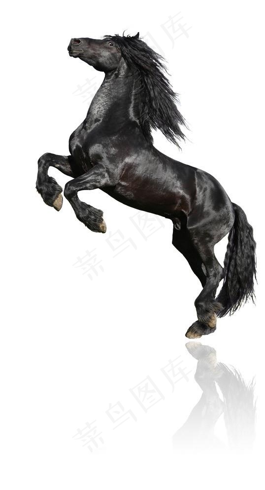 黑马奔腾图片