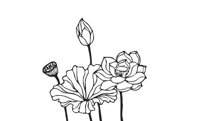 荷花线条素描绘画图片2560x1600psd模版下载