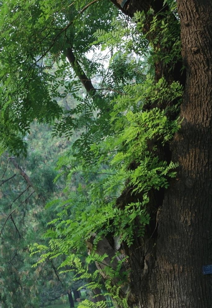 本素材作品名称为老槐树图片,素材编号是3353971, 						是一张格式为